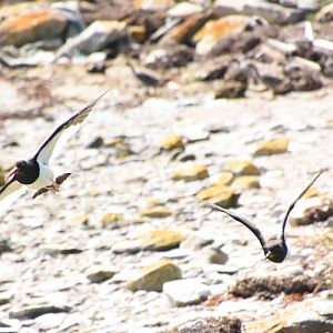 Magellanic oystercatcher
