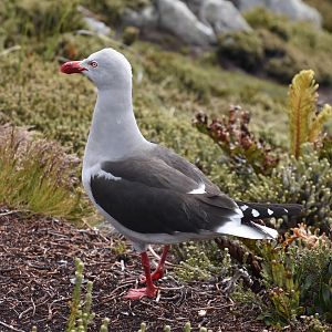 Dolphin gull