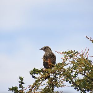 Long-tailed meadowlark