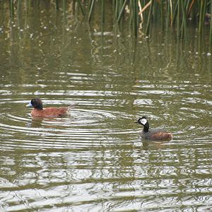 White-tufted grebe