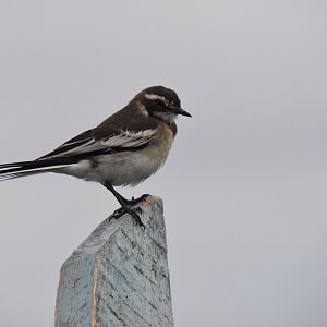African pied wagtail