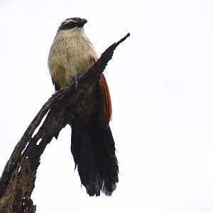 White-browed coucal