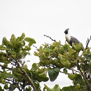 Black-faced go-away-bird