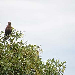 Brown snake-eagle