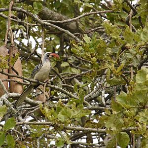 Ruaha hornbill