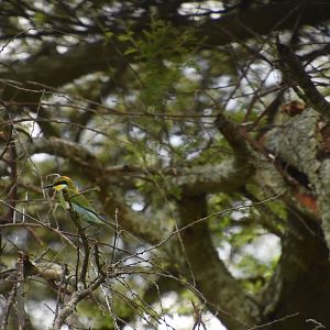 Swallow-tailed bee-eater