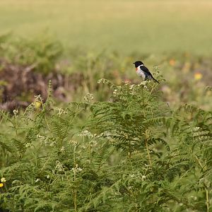 African stonechat
