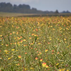 Kitulo plateau in flower