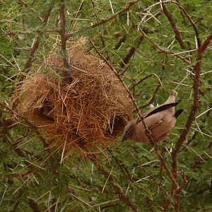 Grey-capped social weaver