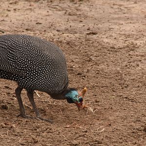 Helmeted guineafowl