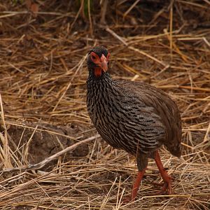 Red-necked spurfowl