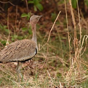 Buff-crested bustard