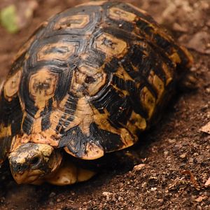 Hinge-bellied tortoise