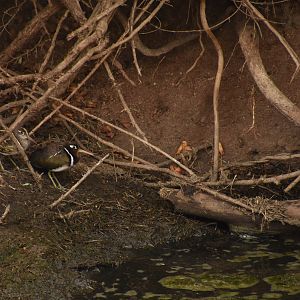 Greater painted snipe