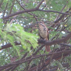 Spotted palm-thrush
