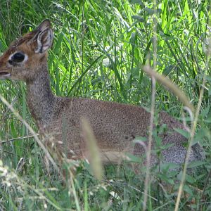 Cavendish's dikdik