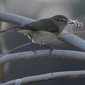 Common chiffchaff - Phylloscopus collybita