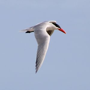 Caspian tern - Hydroprogne caspia