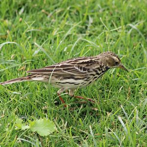 Pipit ID