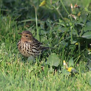 Red-throated pipit - Anthus cervinus