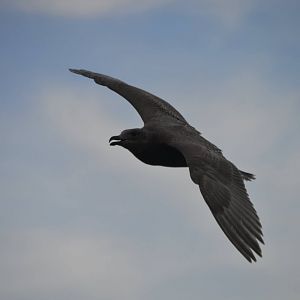 Gull ID 2 (immature Larus smithsonianus?)