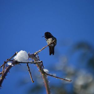 Hummingbird ID (possibly Calypte anna?)