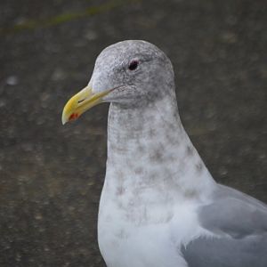Gull ID (non-breeding Larus smithsonianus?)