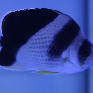 Chaetodon burgessi