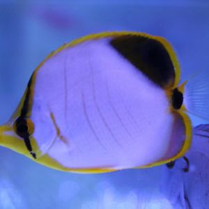 Chaetodon xanthocephalus - juvenile