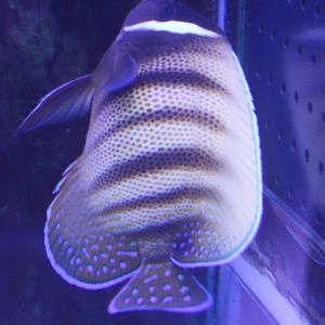 Pomacanthus sexstriatus