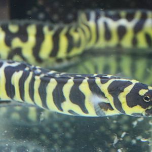 Pholidichthys leucotaenia - Engineer goby