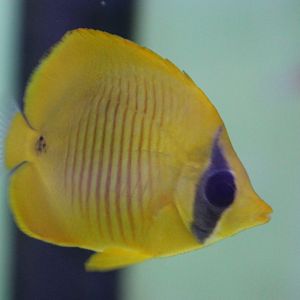 Chaetodon semilarvatus - juvenile