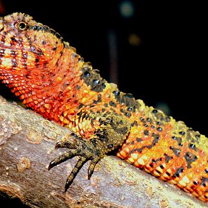 Chinese crocodile lizard; London Zoo; 7th February 2019