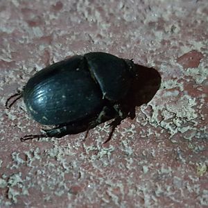 Beetle-species