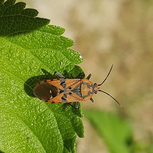 Spilostethus pandurus