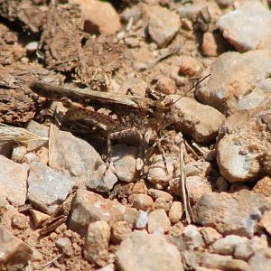 Grasshopper-species
