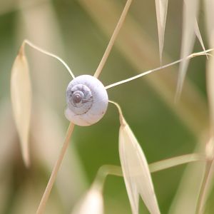 Snail species