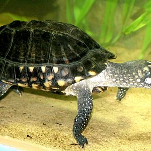 Black spotted turtle;  London Zoo; 7th February 2019