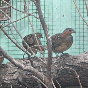 Chinese bamboo partridges