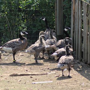 Cackling geese (B. h. minima)