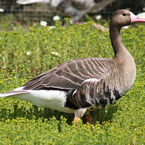 Greater white-fronted goose