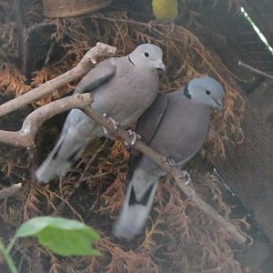 Red turtle doves