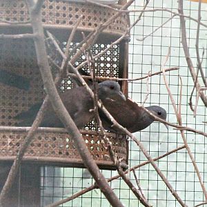 Malagasy turtle doves