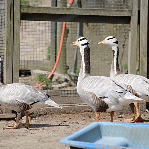 Bar-headed geese