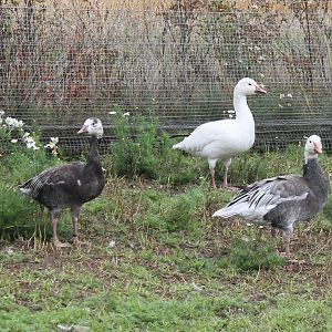 Snow geese
