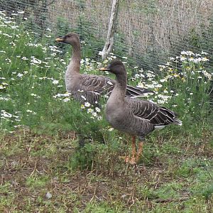 Bean geese
