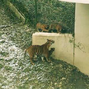 Tiger triplets, Dudley, 2003