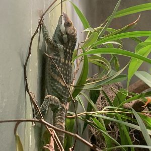 Smallwood's Anole (Anolis smallwoodi)