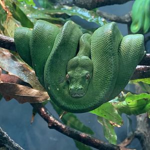 Green Tree Python (Morelia viridis)