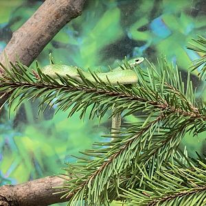 Smooth Green Snake (Opheodrys vernalis)